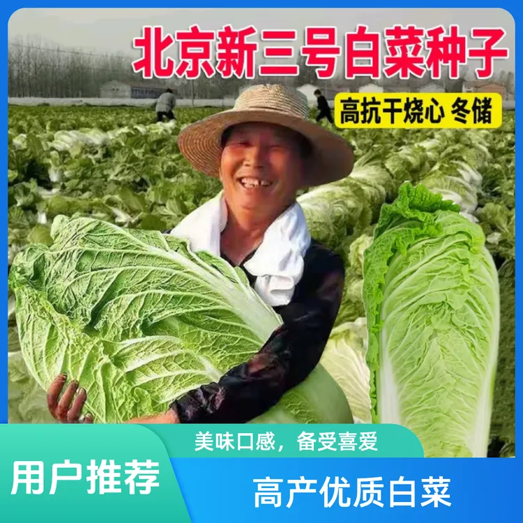 北京新三号油绿型白菜籽冬储大白菜种子大面积种植基地庭院简单