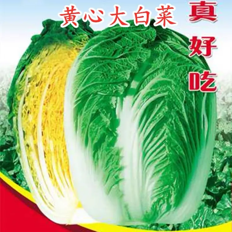 黄心大白菜种子秋季种植蔬菜种籽简单秋季黄心早熟产量秋季种植
