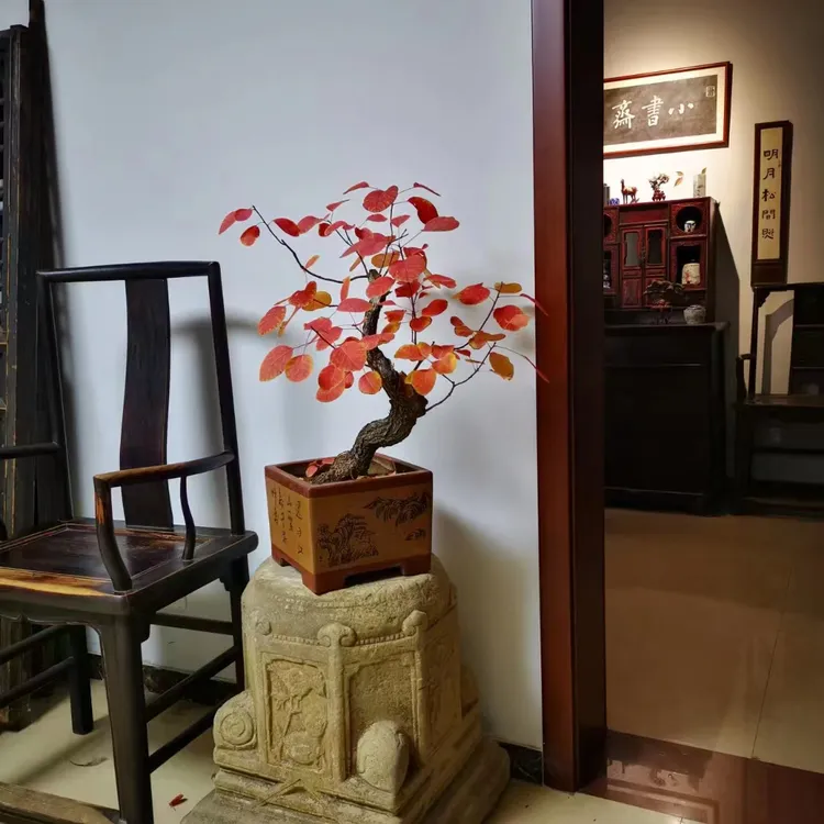 黄栌盆景链接10-1000元