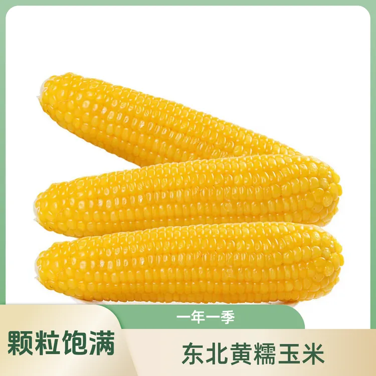 东北【25年】秋后头茬大棒黄糯玉米黑土地香甜软糯粘锁鲜300-360g