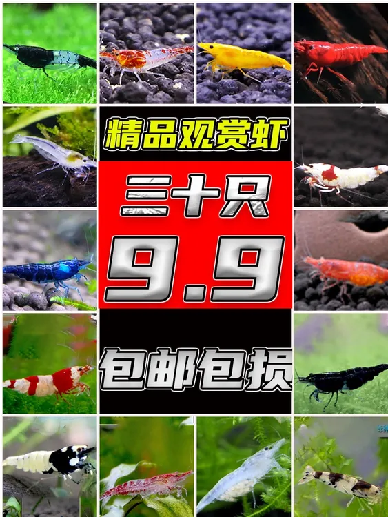 观赏米虾新手好养除吃藻黑壳清洁工具淡水五彩樱花极火蓝红鱼草缸
