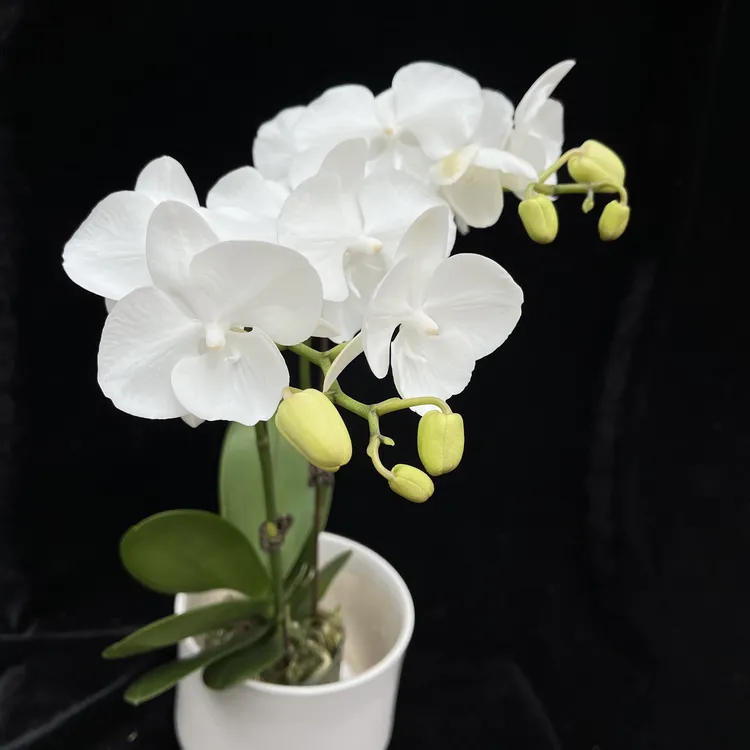 【白天鹅】白色中花象征高洁清雅  新疆蝴蝶兰基地直发