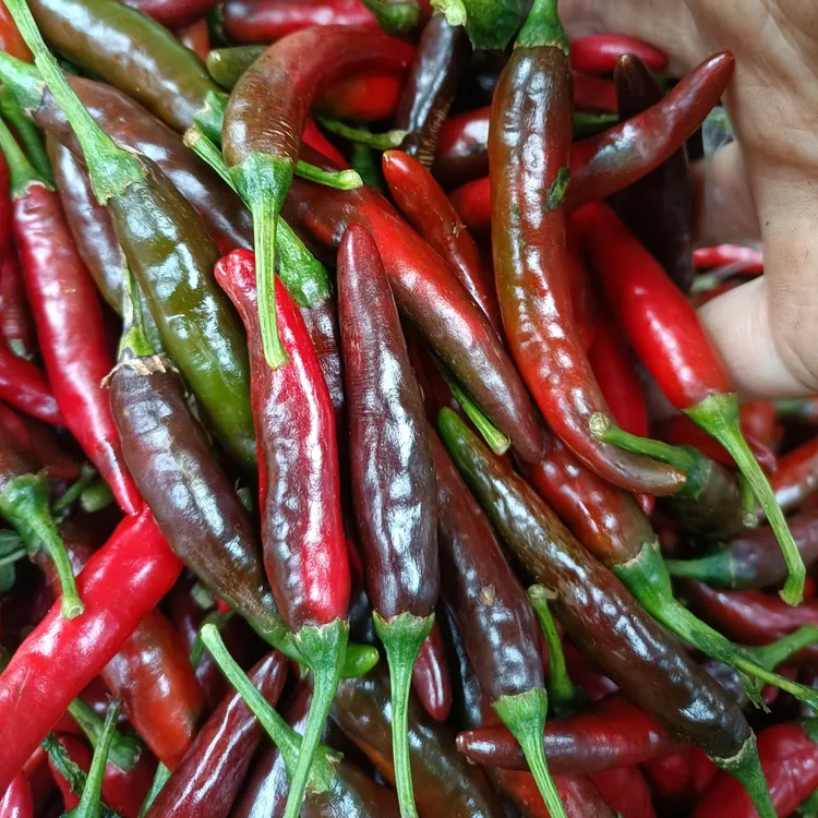 重庆乌红椒新紫色新鲜小米椒朝天椒酱色剁椒特辣香1斤2/3/4.5斤