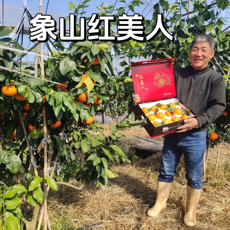 【木木家】象山红美人柑橘爱媛28号果冻橙橘子蜜橘