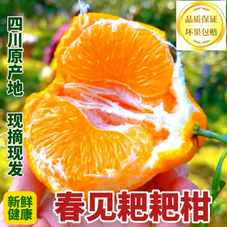 z四川耙耙柑丑橘净重5/8斤颗粒饱满无渣细嫩多汁孕妇水果现采现发