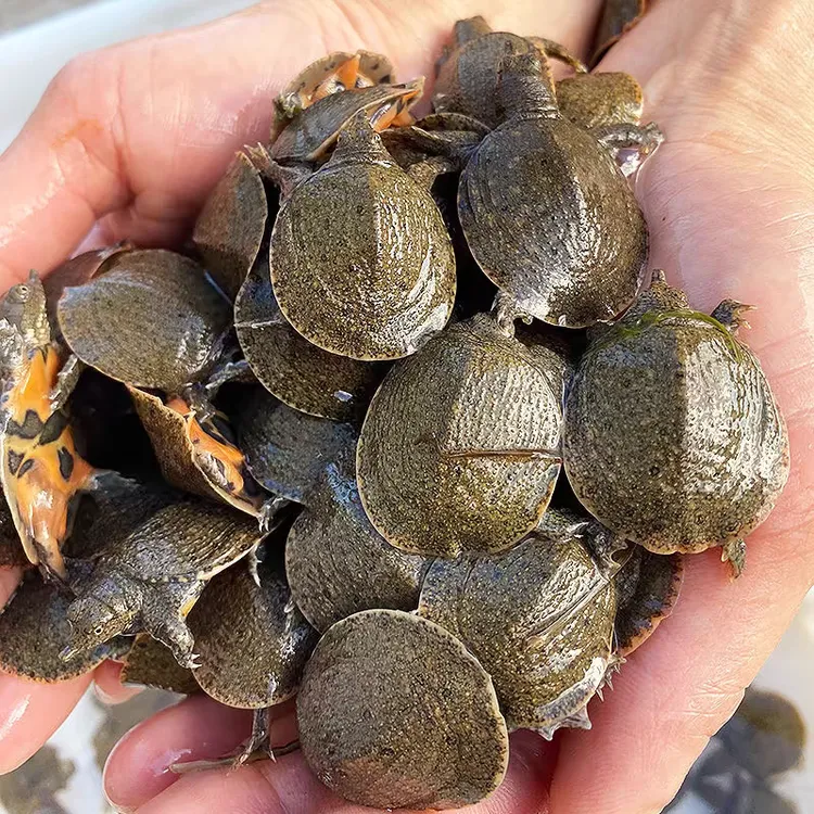 【10克/20克】江西南丰外塘冷水甲鱼苗生态甲鱼鳖水鱼包邮