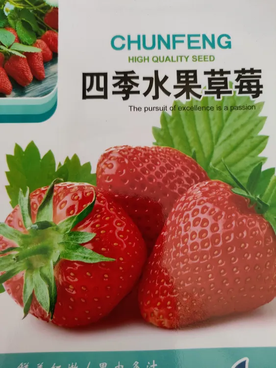 四季水果草莓籽拍一发二