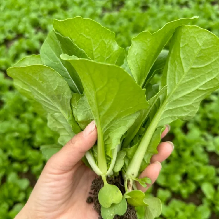 贵州高山露天农家肥种植小白菜吃火锅专用菜新鲜生鲜蔬菜现摘现发