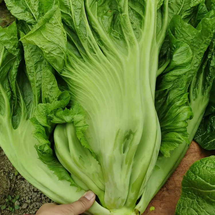 四川新鲜露天大叶青菜芥菜三月青泡酸菜4斤8斤包邮店庆送半斤泡菜