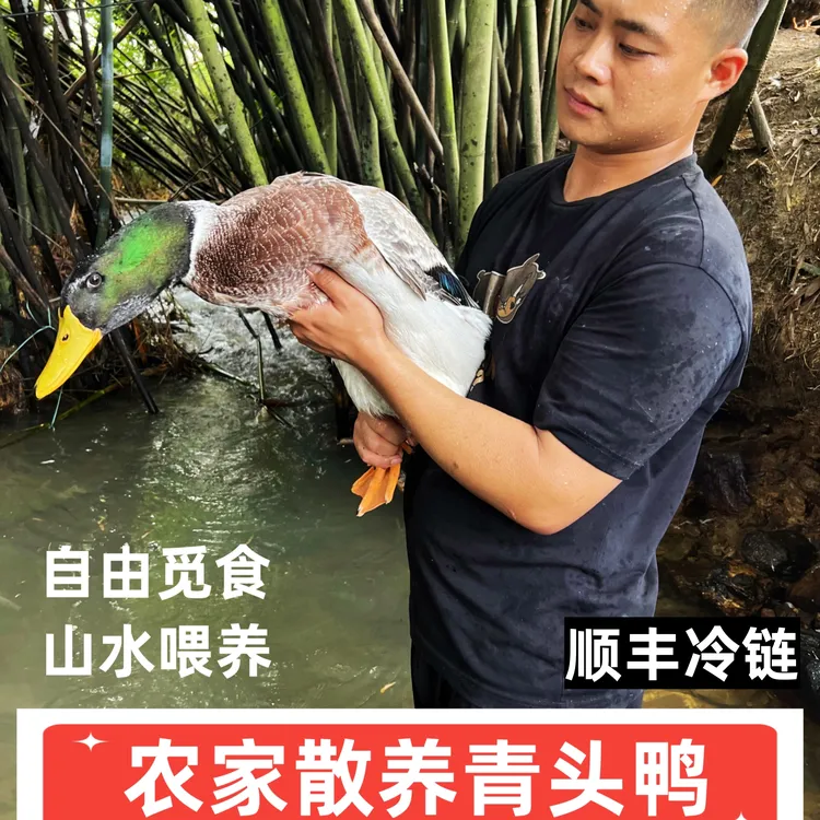 清远山水杂粮散养青头鸭 活水小溪清甜嫩滑 现杀现发肉质鲜美农家
