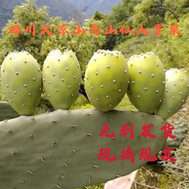 四川大凉山高山高海拔仙桃2/3/5斤白心仙人掌果新鲜水果现摘现发