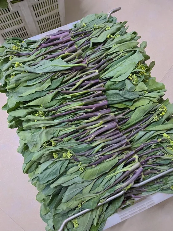 【顺丰包邮】棉湖红脚芥兰心干水发货潮汕农家菜今年在家乡第五年