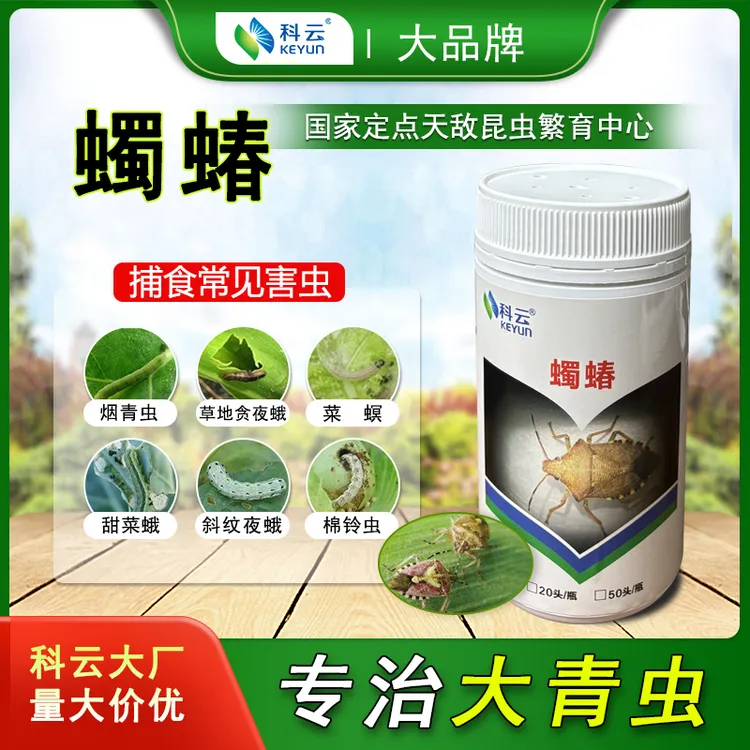 科云蠋蝽天敌昆虫生物防治棉铃虫斜纹夜蛾绿盲蝽草地贪夜蛾菜园用