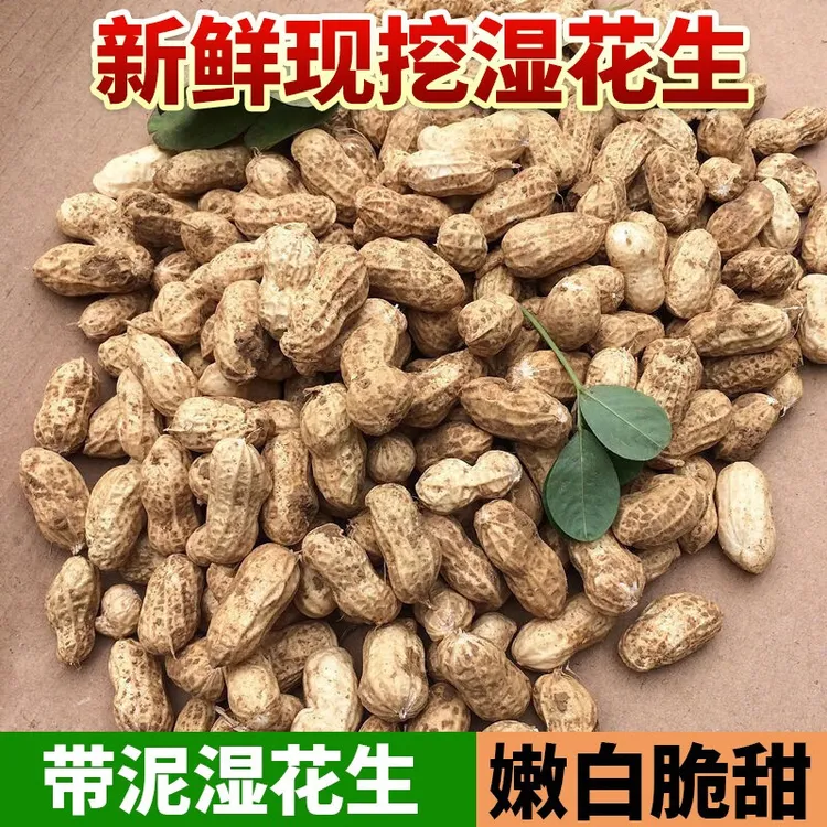 农家新鲜花生3斤5斤鲜挖花生粉皮带壳颗粒饱满新鲜湿花生坏果包赔