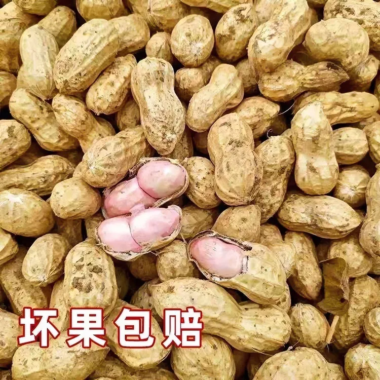 【粉白皮鲜花生】2025年新鲜湿花生现挖现发可水煮生吃熬粥带壳带泥