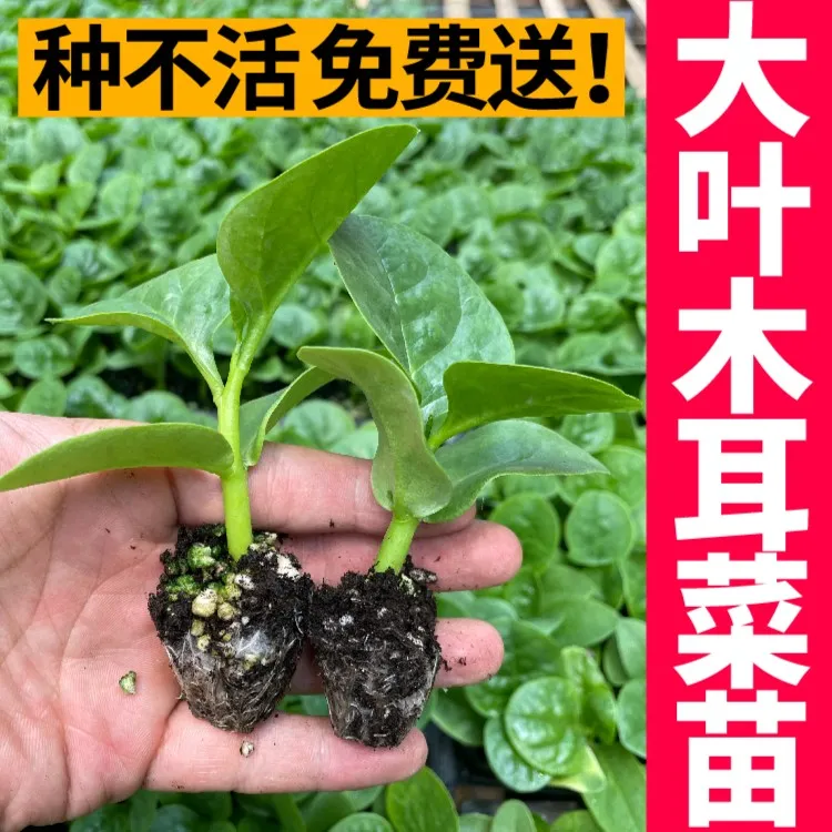 大叶木耳菜种苗 高产高钙豆腐菜肉厚 四季种植 阳台盆栽 农田蔬菜