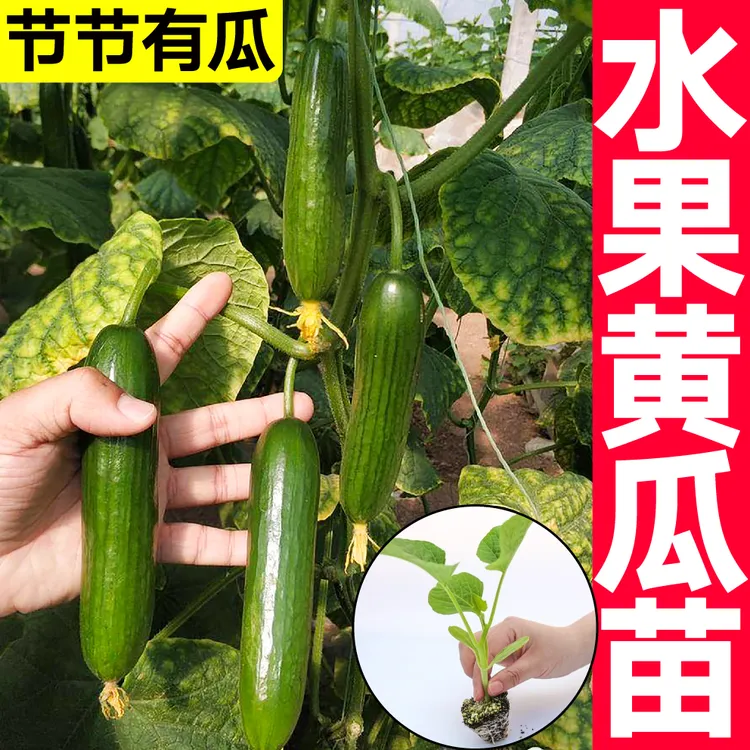 水果黄瓜种苗小黄瓜苗蔬菜种苗四季盆栽高产种苗山东寿光苗场直发