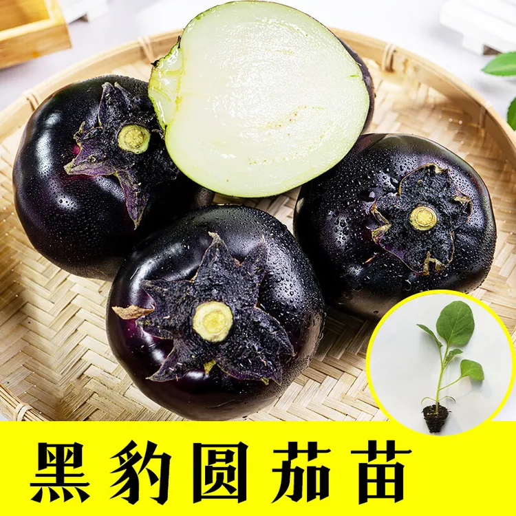 黑亮圆茄秧苗种苗快圆茄子露天种植高产紫黑大圆茄子阳台盆栽种植