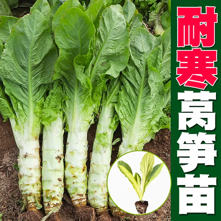 四季莴笋秧苗红/绿莴笋苗 秋季青笋菜种耐寒高产盆栽农家蔬菜种苗