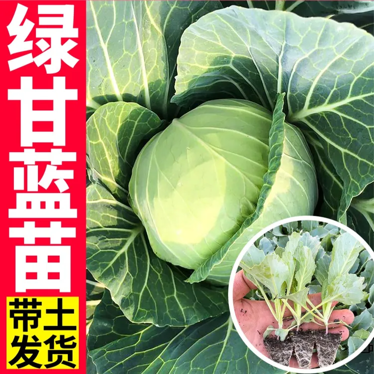 绿甘蓝秧苗高产绿色卷心菜包菜耐寒秋冬穴盘苗青皮当季阳台盆栽苗