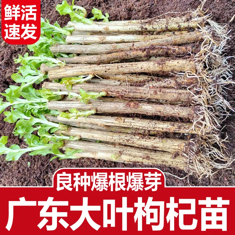 枸杞菜枸杞菜新鲜食用枸杞叶苗耐寒大叶枸杞菜枸杞煮汤盆栽0.6商品图