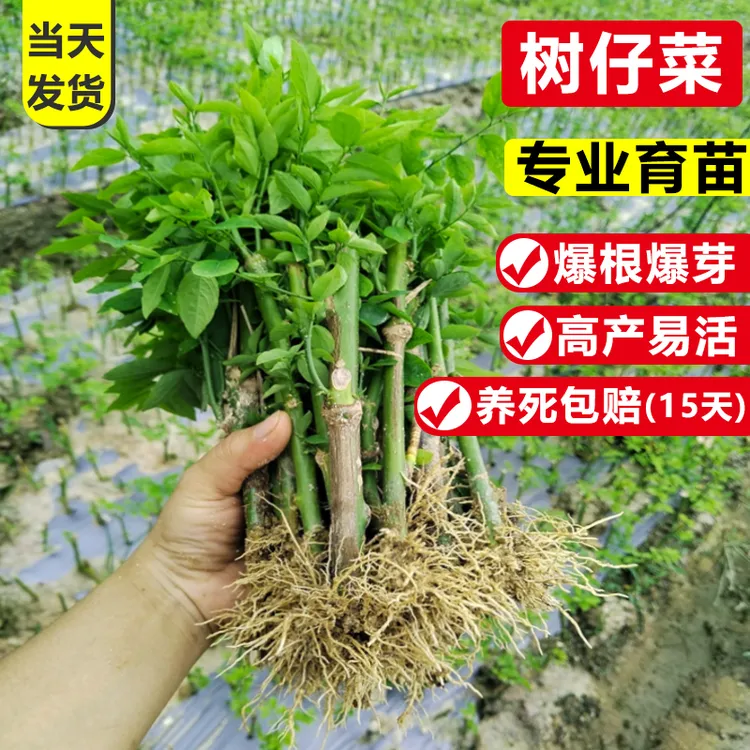 树仔菜菜苗潮汕树菜天绿香苗守宫木苗益肝菜野菜苗海南五指山菜苗