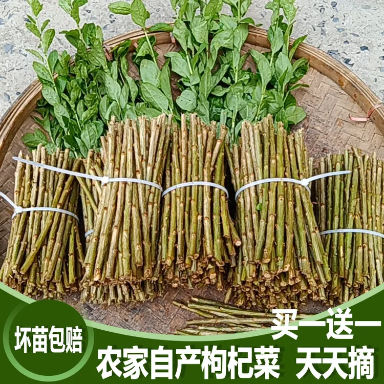 枸杞菜苗树苗盆栽植物室内南方食用大叶枸杞新鲜高产四季蔬菜种植