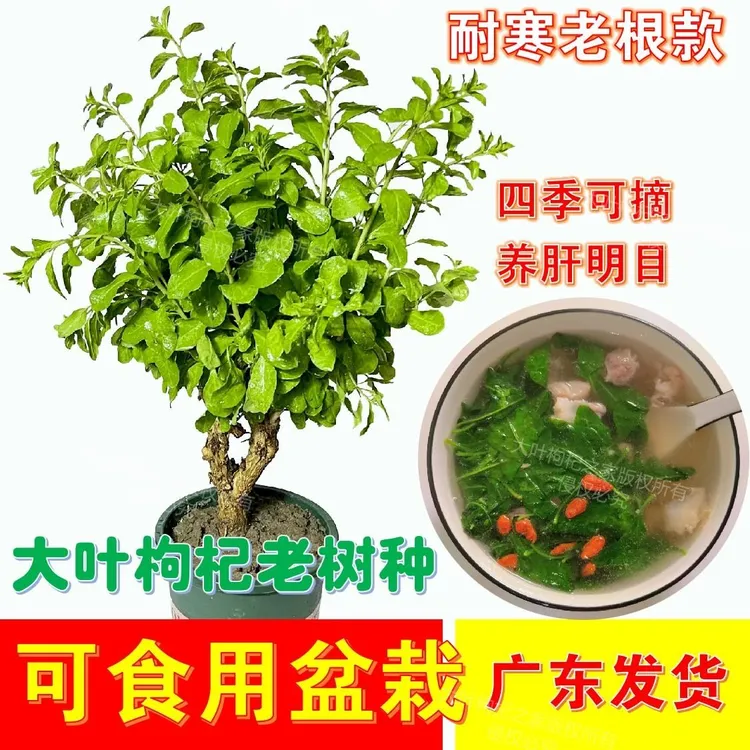 食用大叶枸杞新鲜枸杞菜苗树苗盆栽植物室内南方高产四季蔬菜种植