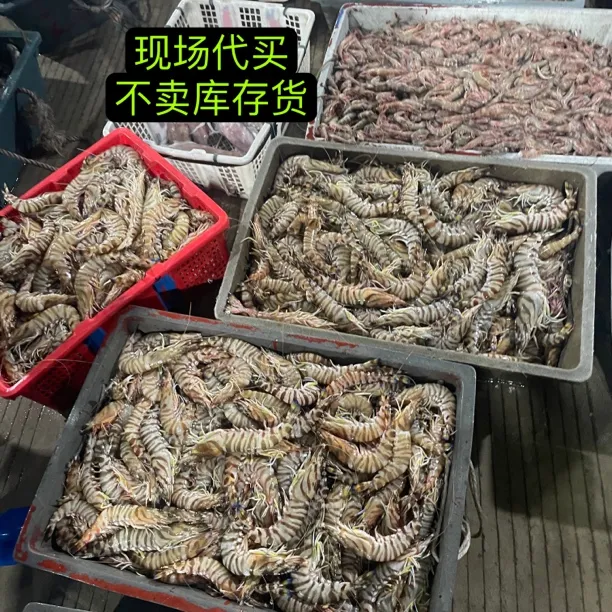 九节虾^_^斑节虾神泉港野生九节虾顺丰包邮 当天买当天发新鲜速冻