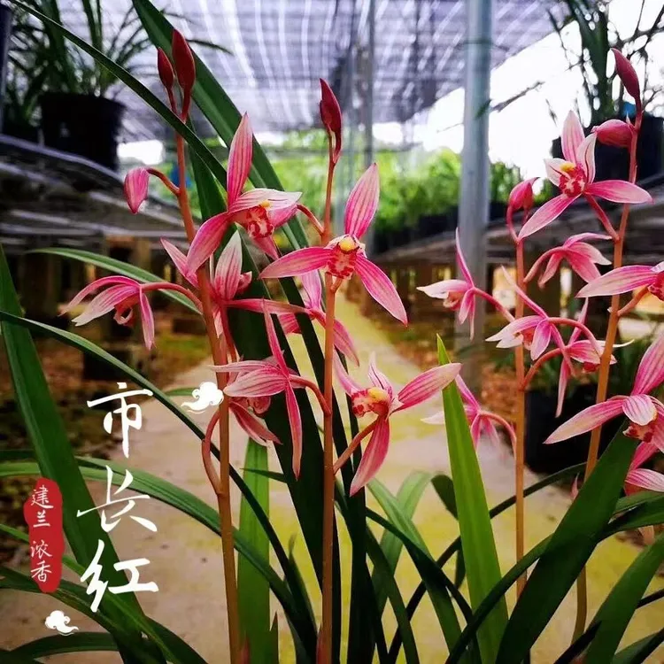 建兰 市长红 四季兰红花 2-4苗含盆种好发货