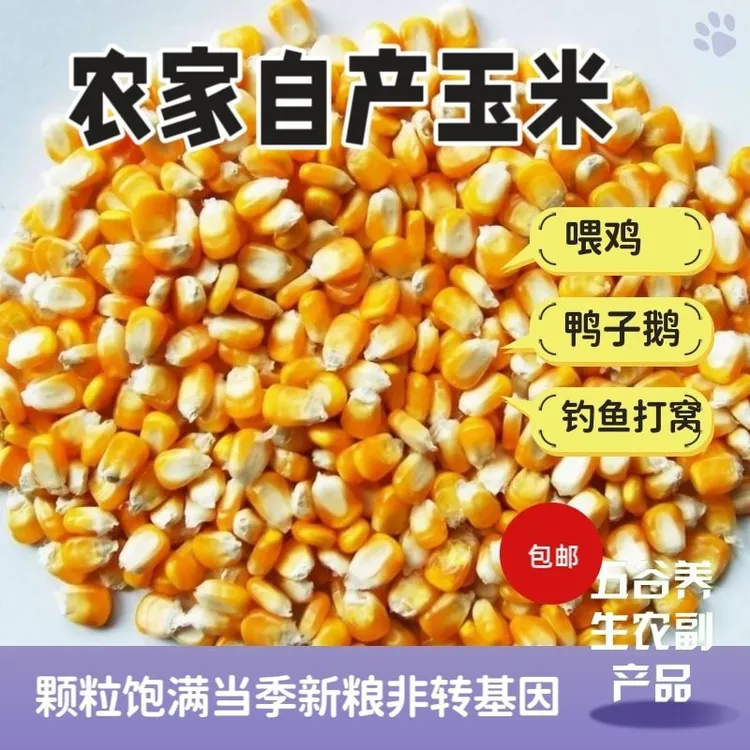 玉米粒饲料花生新苞米粒杂粮鸡鸭鸽子宠物新鲜钓鱼打窝包邮