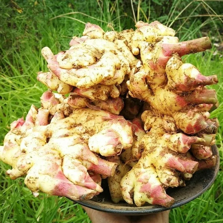 小黄姜新鲜嫩姜嫩姜芽现挖红芽仔姜土特产当季新鲜小黄姜应季小众