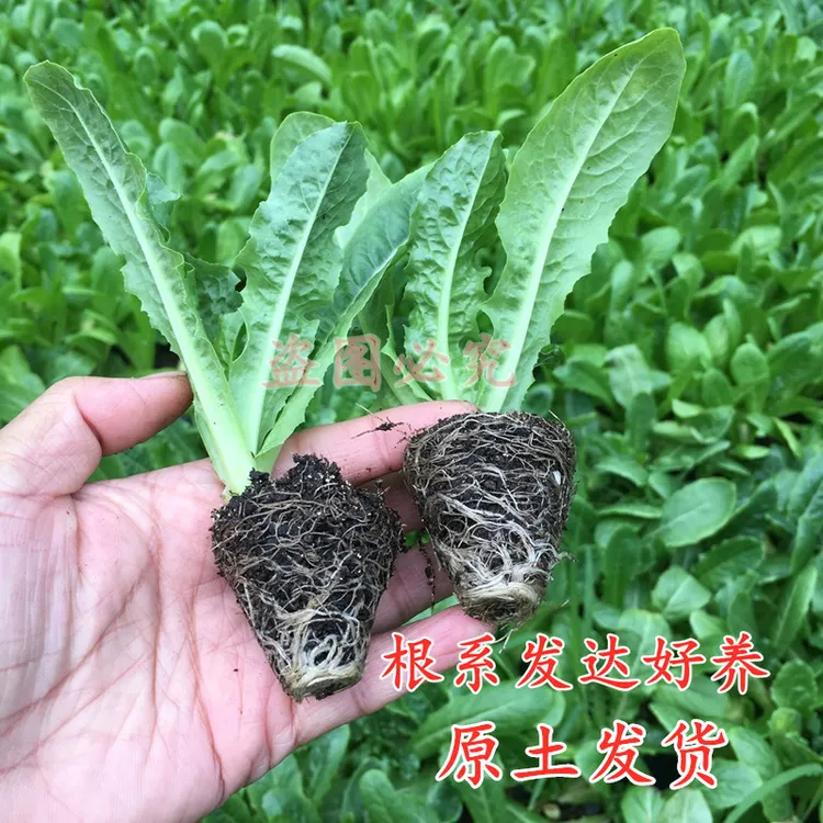 秋冬耐寒青皮绿肉莴苣苗红叶莴笋幼苗冬寒菜蔬菜苗紫色白菜种子