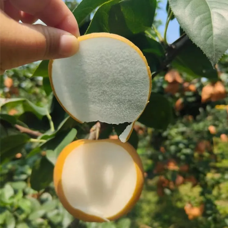 【莱阳秋月梨】个头超大的真秋月正宗山东秋月梨 脆甜爽口 细嫩化渣