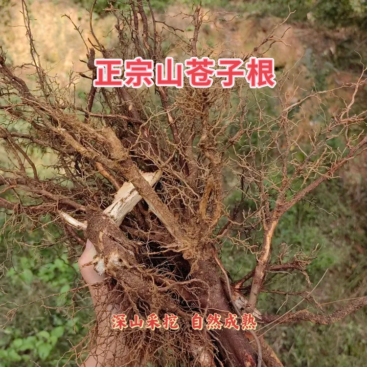 福州本地山苍子根草籽头木姜子根炖猪脚煲汤