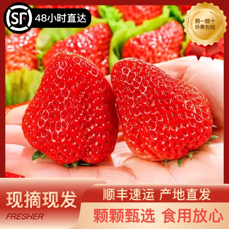 【顺丰空运】正宗丹东九九草莓新鲜采摘水果香甜饱满