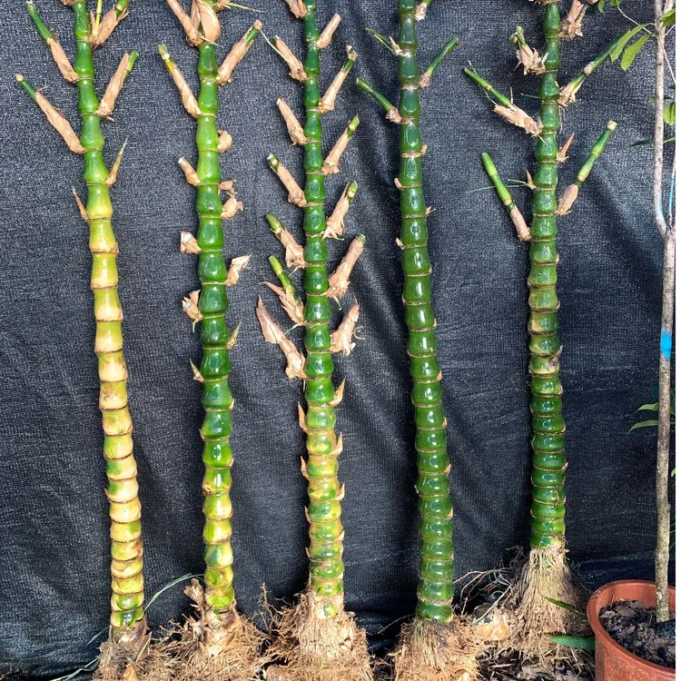 佛肚竹罗汉竹四季常青室内室外绿植盆栽阳台庭院花园植物