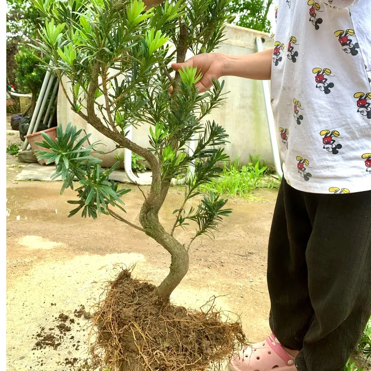 罗汉松黄花梨盆景室内S弯造型素材四季常青绿植庭院盆栽客厅4015