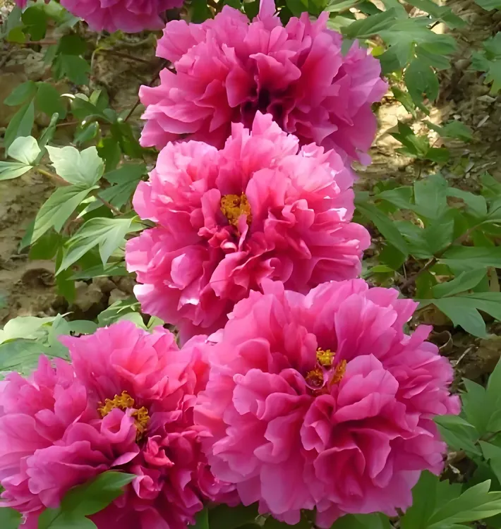【花王】正宗洛阳重瓣牡丹花苗北方耐寒盆栽地栽室内庭院花卉牡丹苗