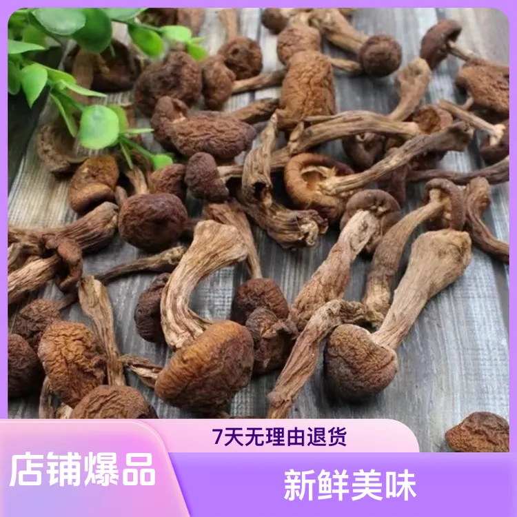 东北鲜嫩爽口鲜香干货采摘木耳蘑菇榛蘑小丁新采手选剪根250克起