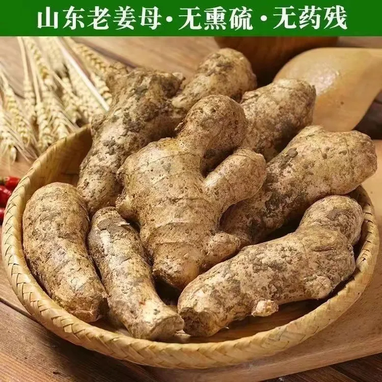 【山东老姜母】新鲜生姜大姜泥姜老姜大黄姜老母姜月子姜1/5斤精选