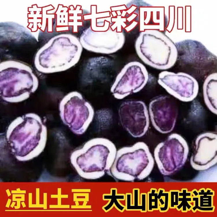 2023年大凉山土豆紫色七彩乌洋芋新鲜红皮马铃薯3/5/9斤装