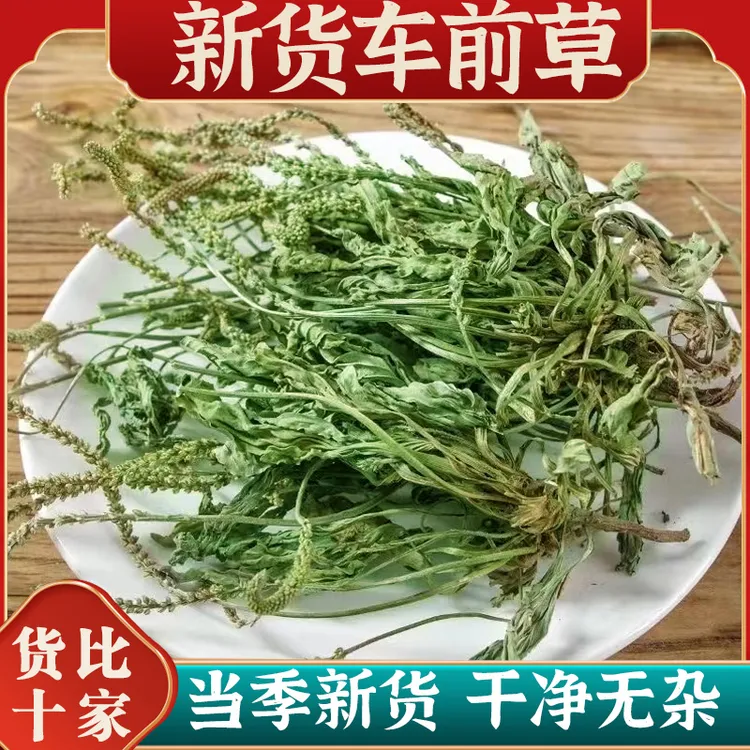 【车前草】木林农人车前草泡茶新鲜干货车钱草车前子整棵车前草枸杞