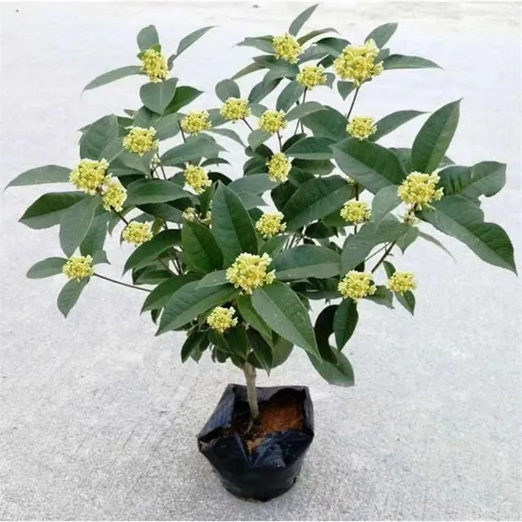 6年半苗四季开花养活桂花树盆地栽新手清香精选发货施肥客厅摆件