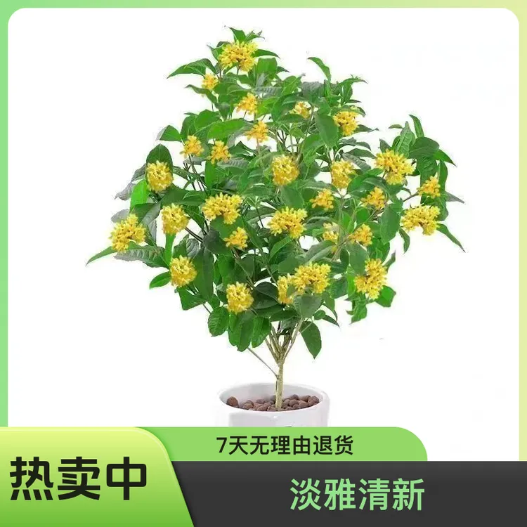四季桂花4年浓香懒人型易养活苗绿色庭院淡雅很好种植净化花香