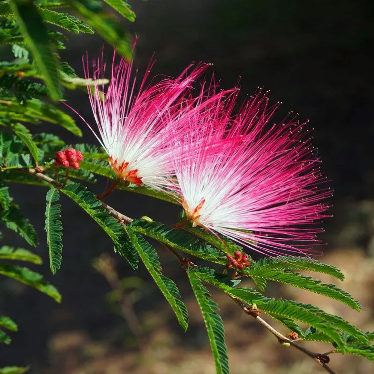 合欢花苗芙蓉花苗别墅庭院南北方种植盆栽花园植物耐寒多年生种植