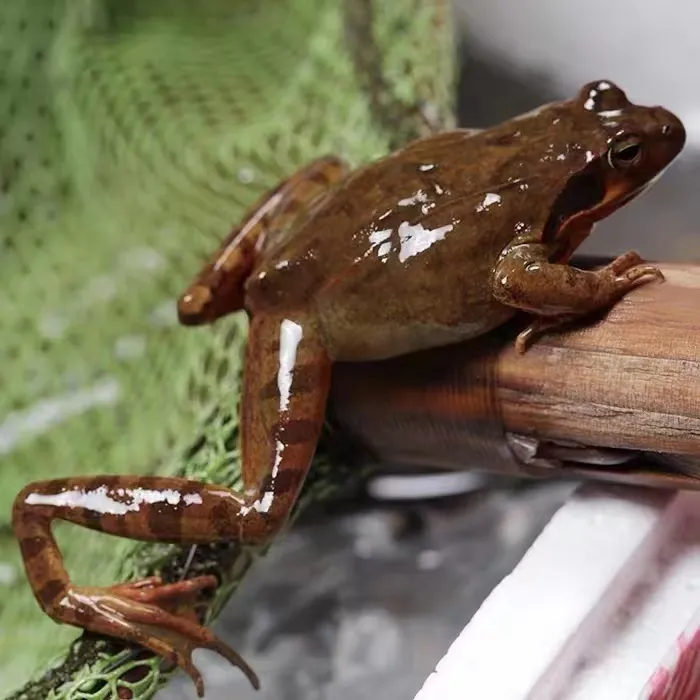 吉林黄肚母蛤蟆（顺丰空运）一斤母送半斤公东北新鲜母蛙顺丰包邮