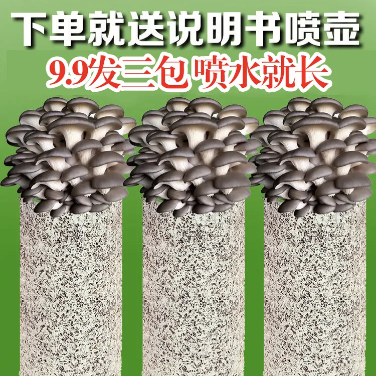 蘑菇菌包菌菇种植包食用菌菌棒平菇菌包好养喷水就长蘑菇种蘑菇