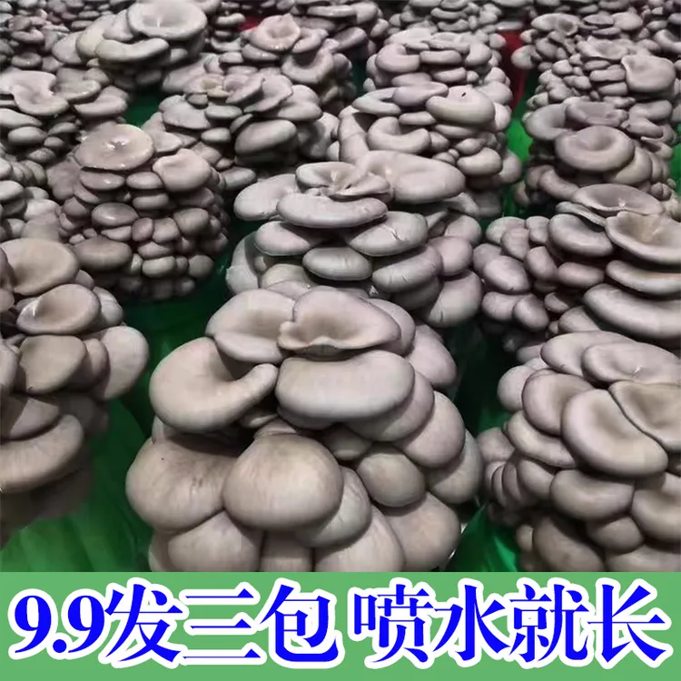 【买1发3大包】平菇菌包好养蘑菇菌包喷水就长菌菇种植包食用菌菌棒