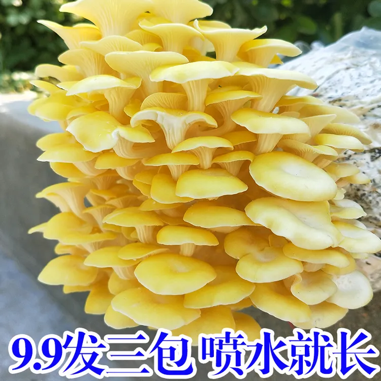【买1发3大包】蘑菇菌包喷水就长菌包好养菌菇种植包食用菌菌棒平菇